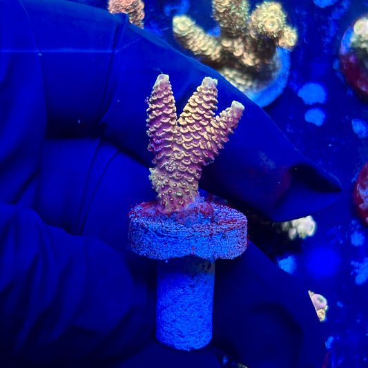 🚚FREE DELIVERY Beautiful Samsung Grey Samsung  American With Ice/Water Dispenser Fridge Freezer For Sale